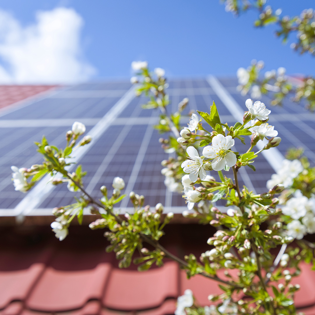 Photovoltaikanlage im Frühling